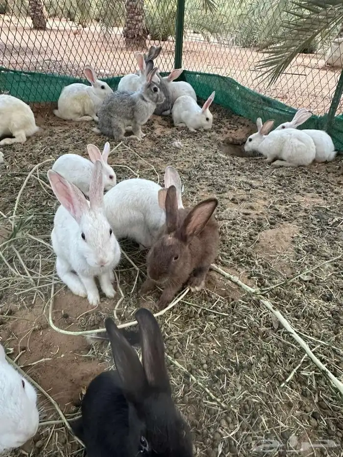 أرنب 0