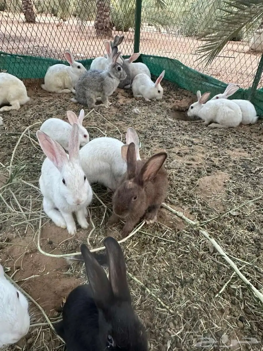 أرنب 8
