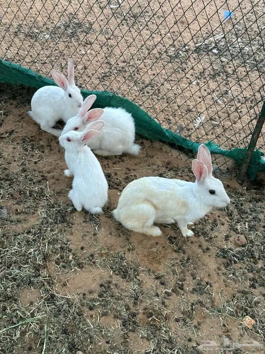 أرنب 1