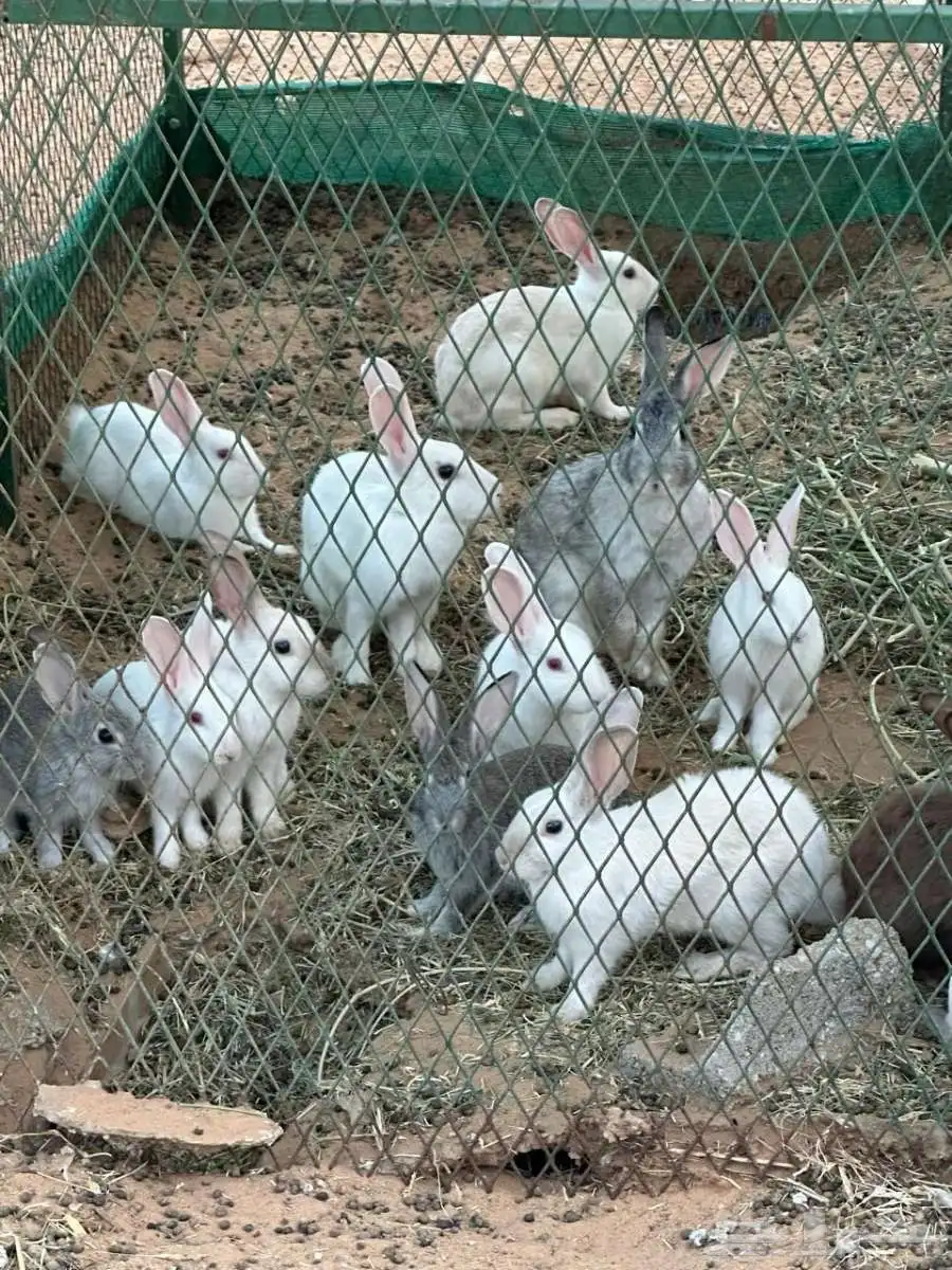 أرنب 2