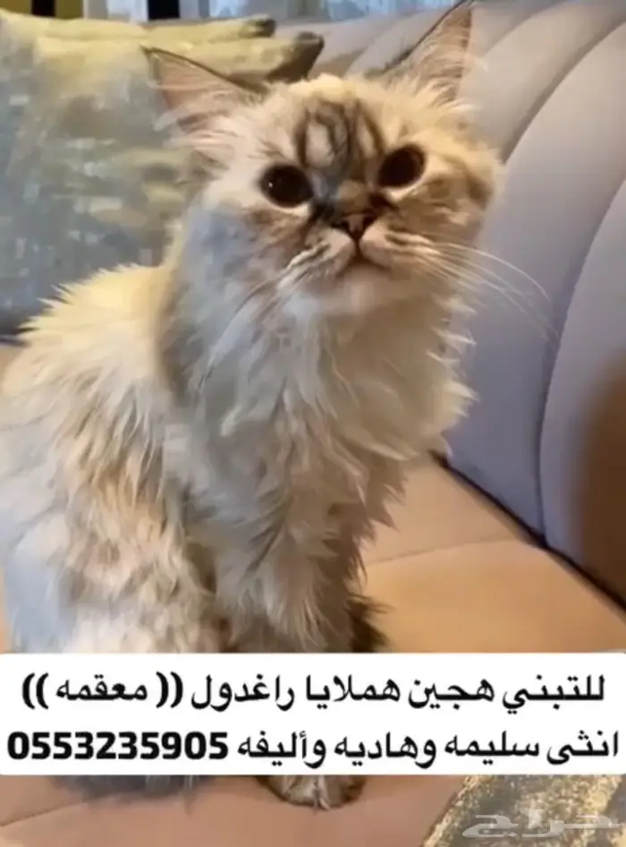 قطه هملايا راغدول معقمه للتبني 0