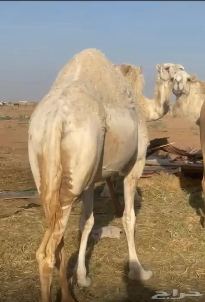 للبيع حايل 0