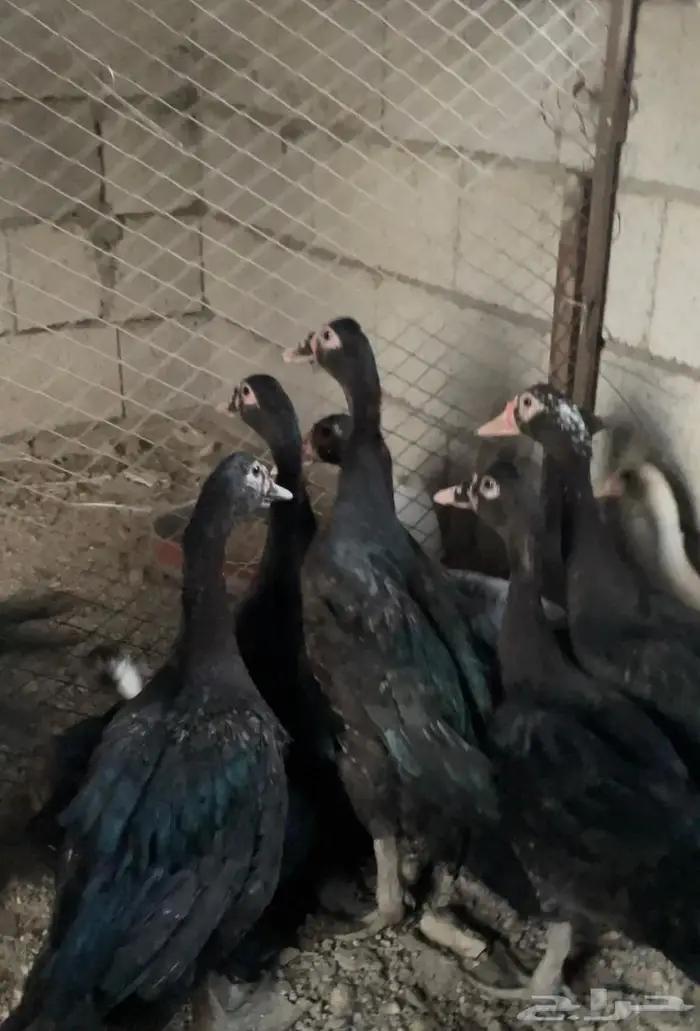 بط سوداني للبيع 0