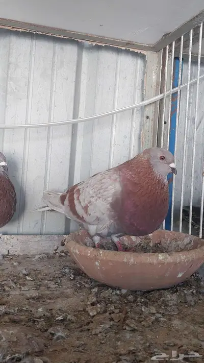 للبيع زوج نفاخ اسباني تم البييع 9