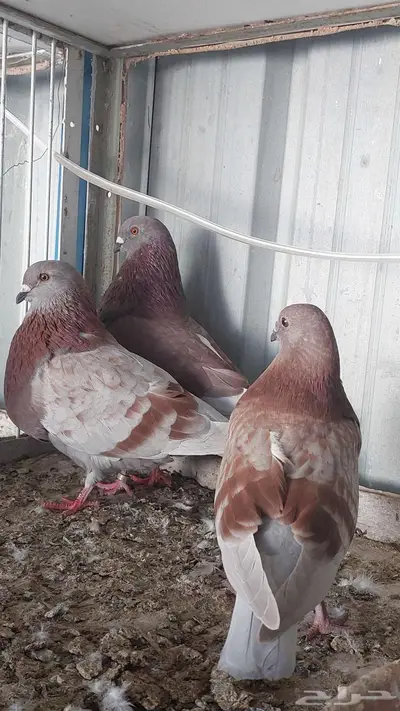 للبيع زوج نفاخ اسباني تم البييع 8