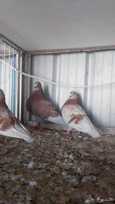 للبيع زوج نفاخ اسباني تم البييع 4