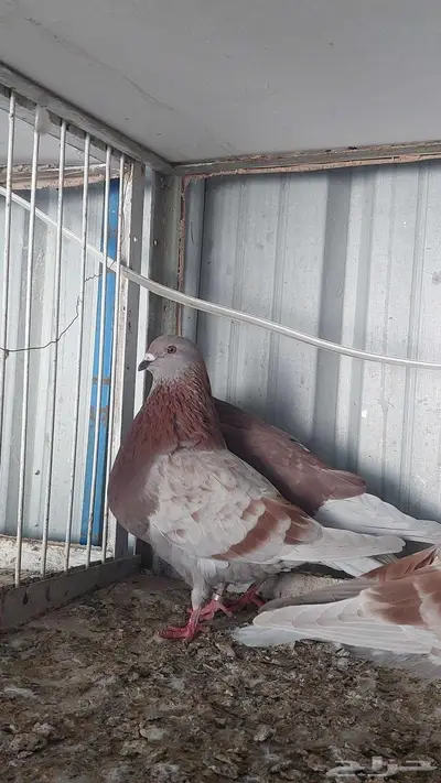 للبيع زوج نفاخ اسباني تم البييع 5