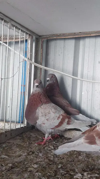 للبيع زوج نفاخ اسباني تم البييع 3