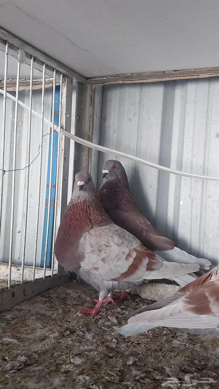 للبيع زوج نفاخ اسباني تم البييع 3