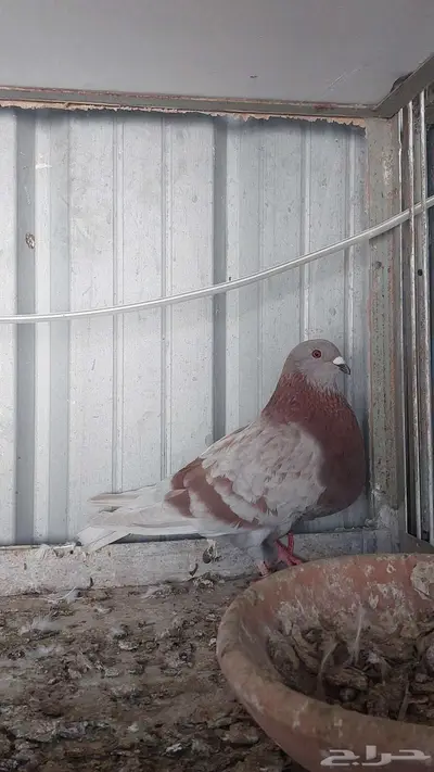 للبيع زوج نفاخ اسباني تم البييع 1