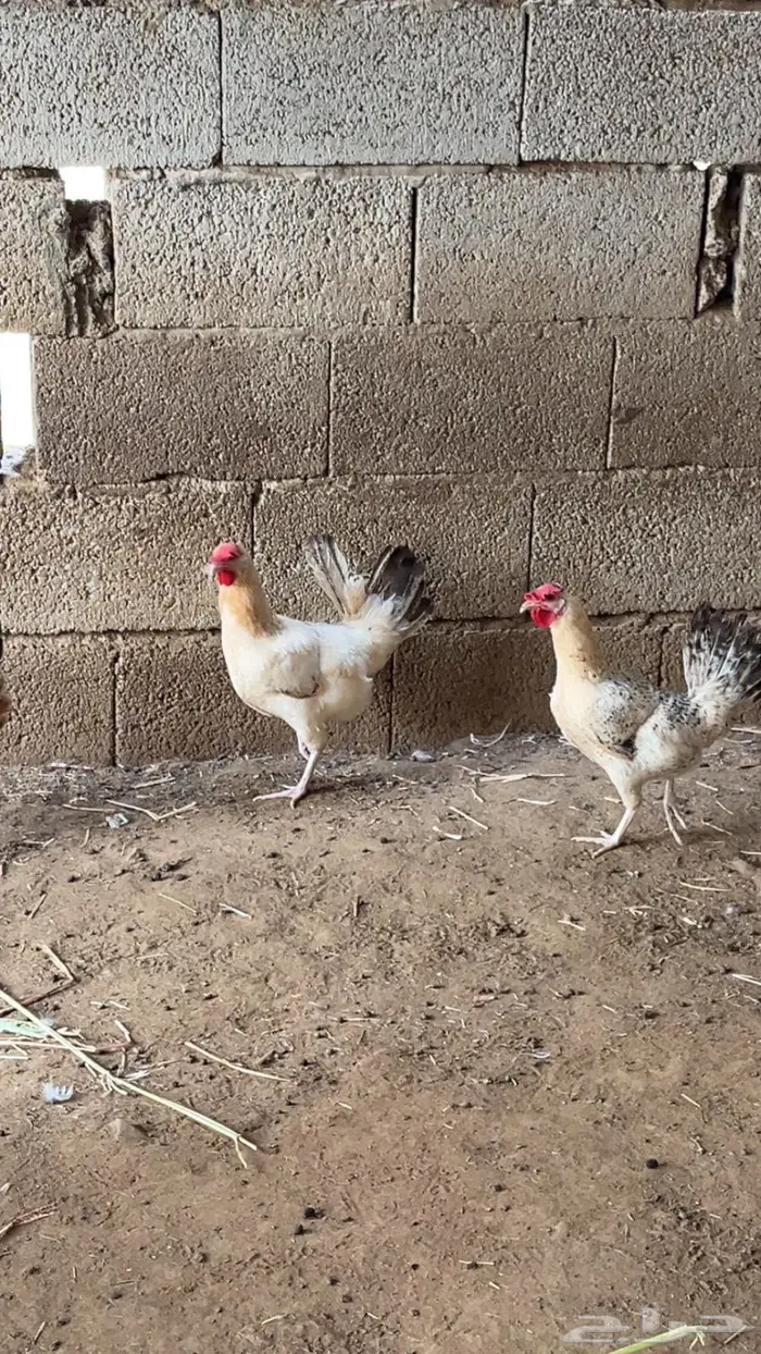 دجاج بلدي 1