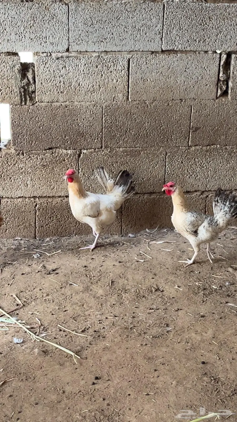 دجاج بلدي 1