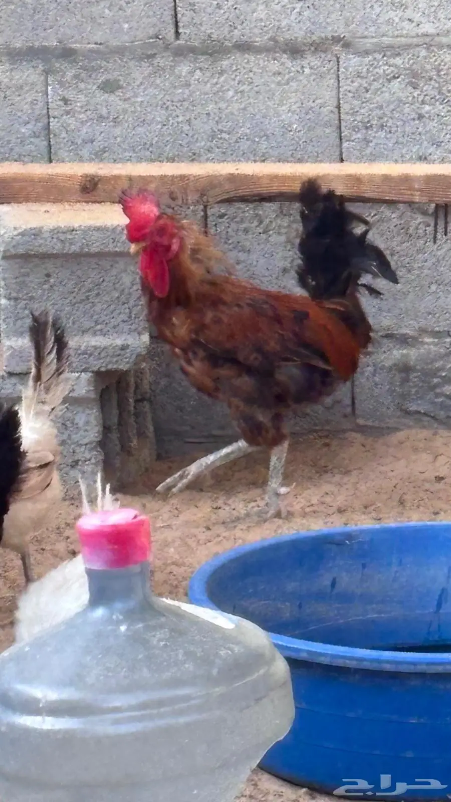 ديك حساوي 1