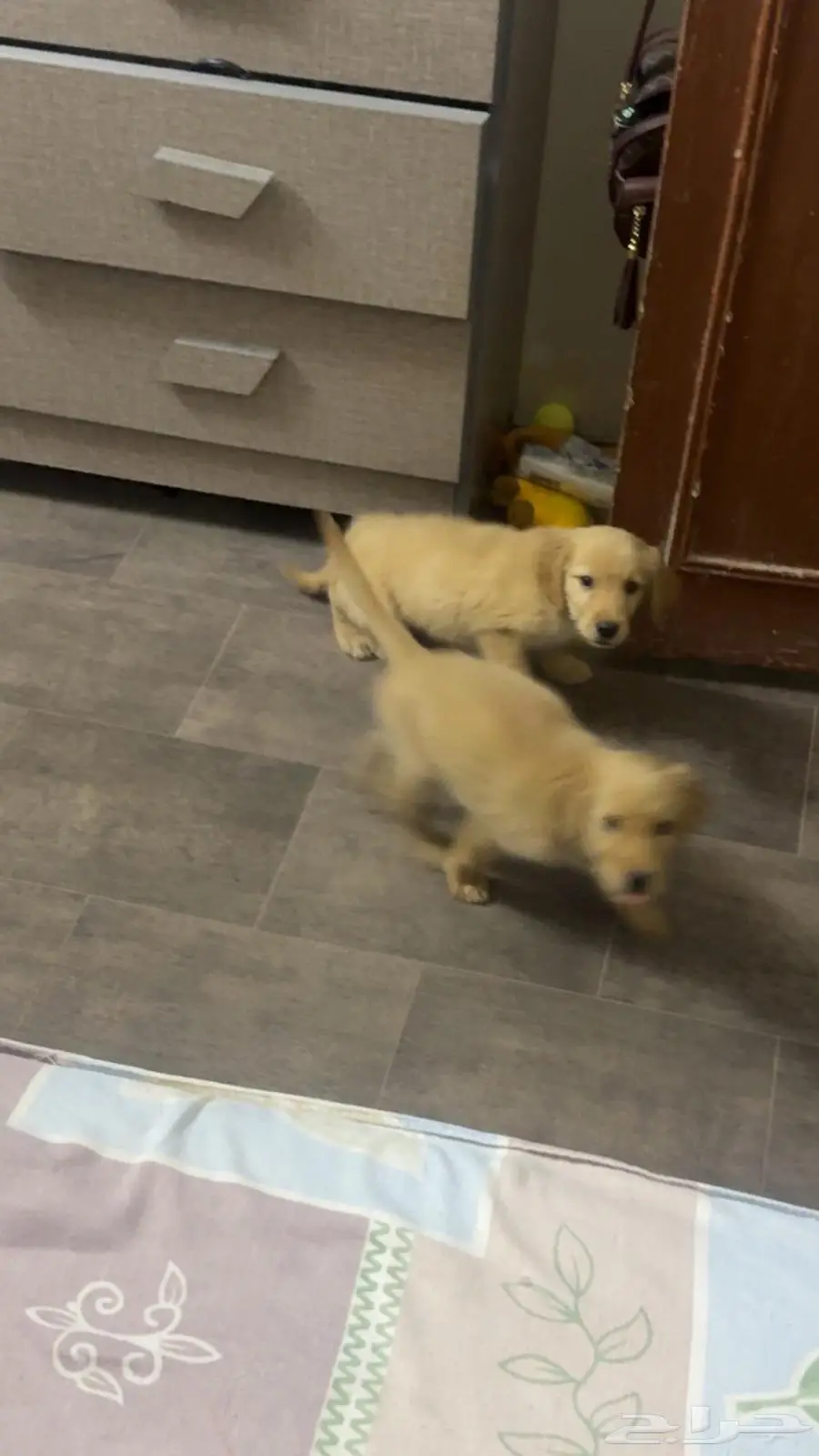 Golden retriever pure breed puppies 2