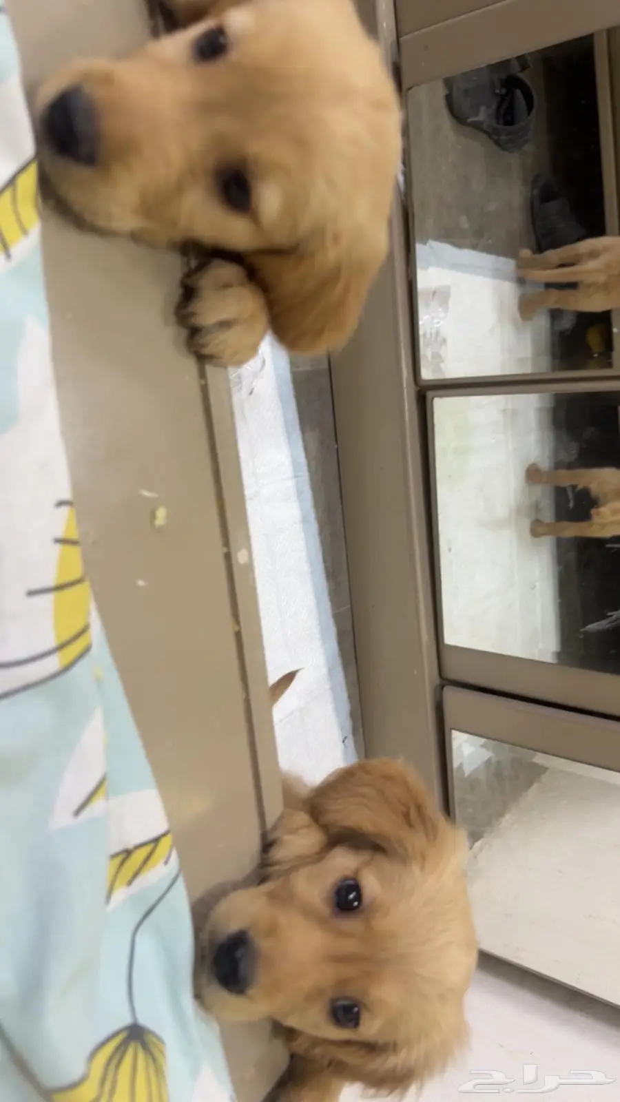 Golden retriever pure breed puppies 1