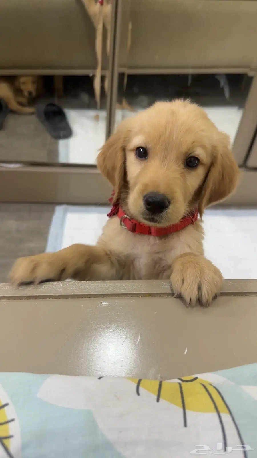 Golden retriever pure breed puppies 5