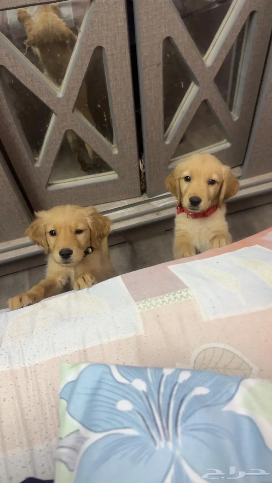 Golden retriever pure breed puppies 3
