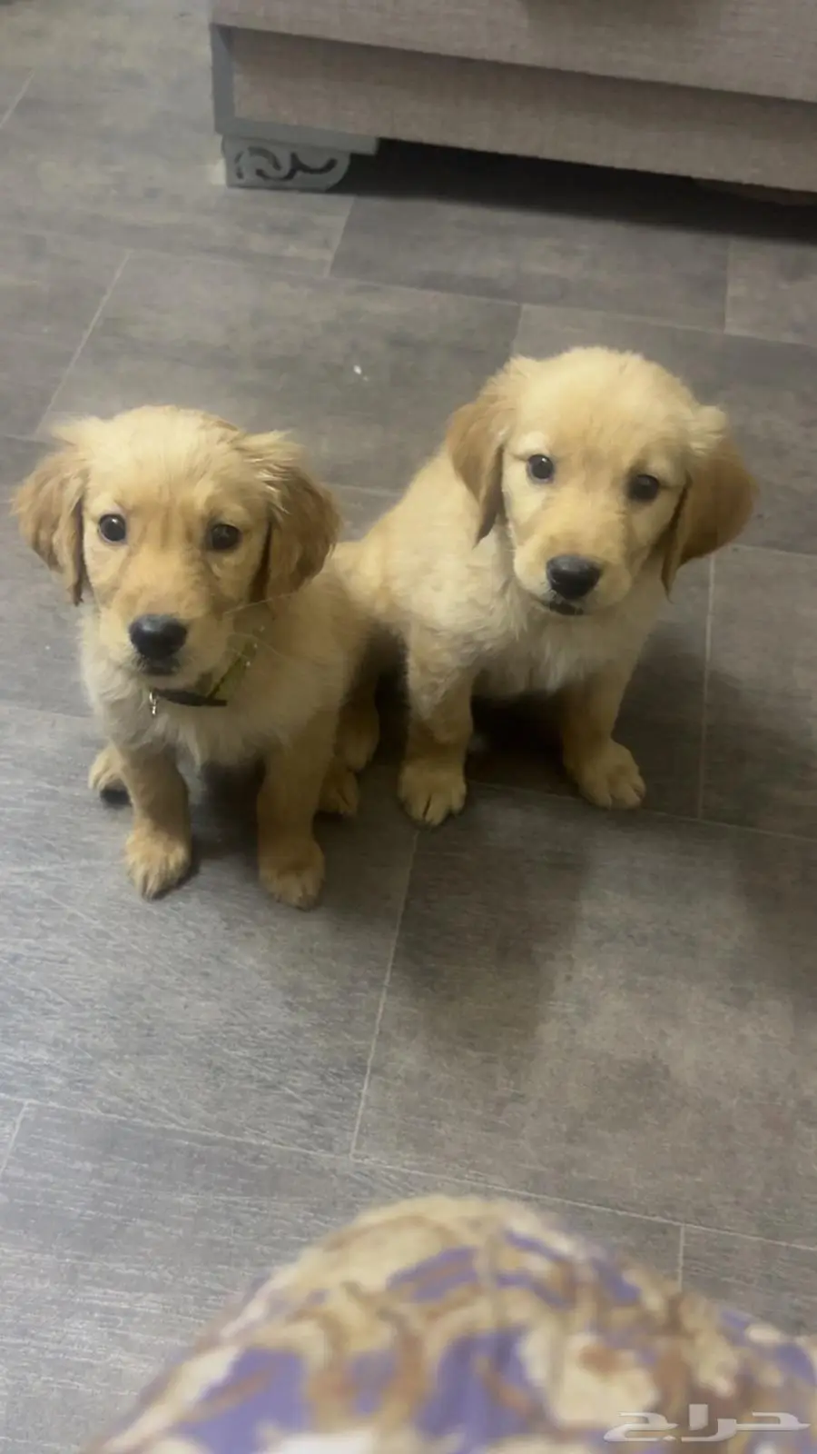 Golden retriever pure breed puppies 6