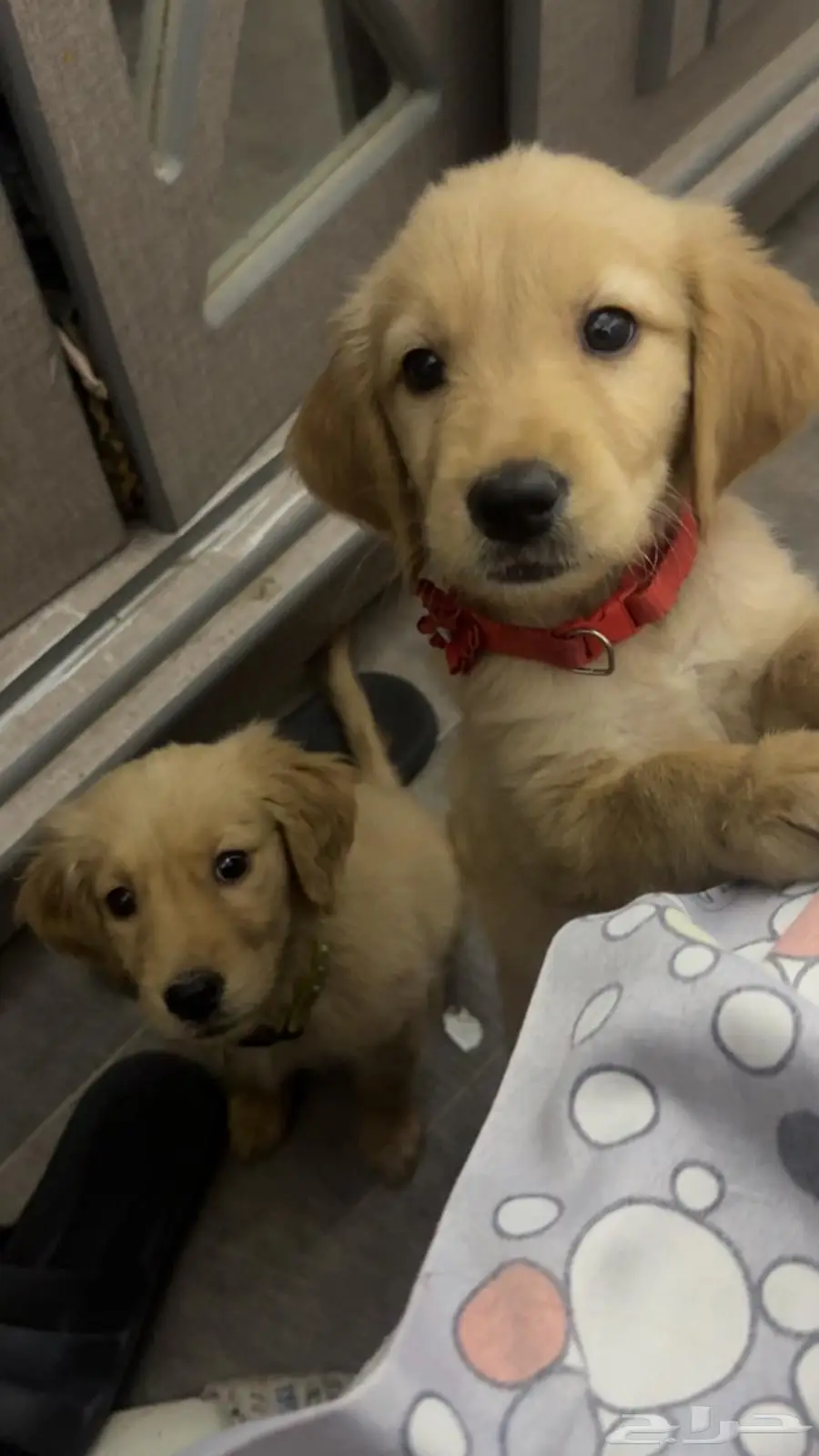Golden retriever pure breed puppies 4