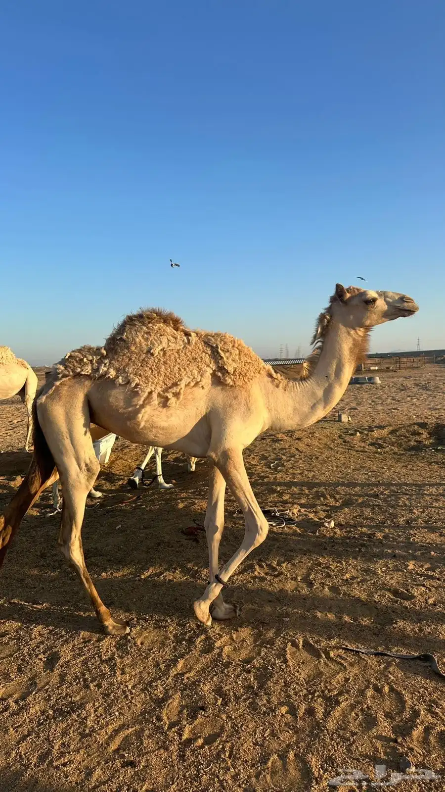 بكره للبيع 0