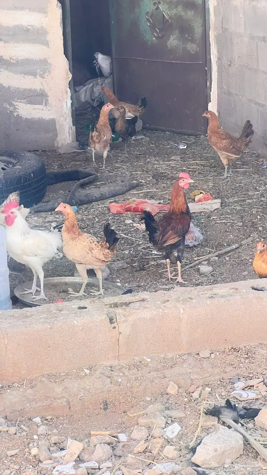 دجاج بلدي 2