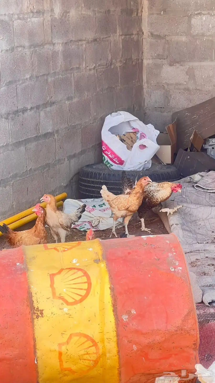 دجاج بلدي 1