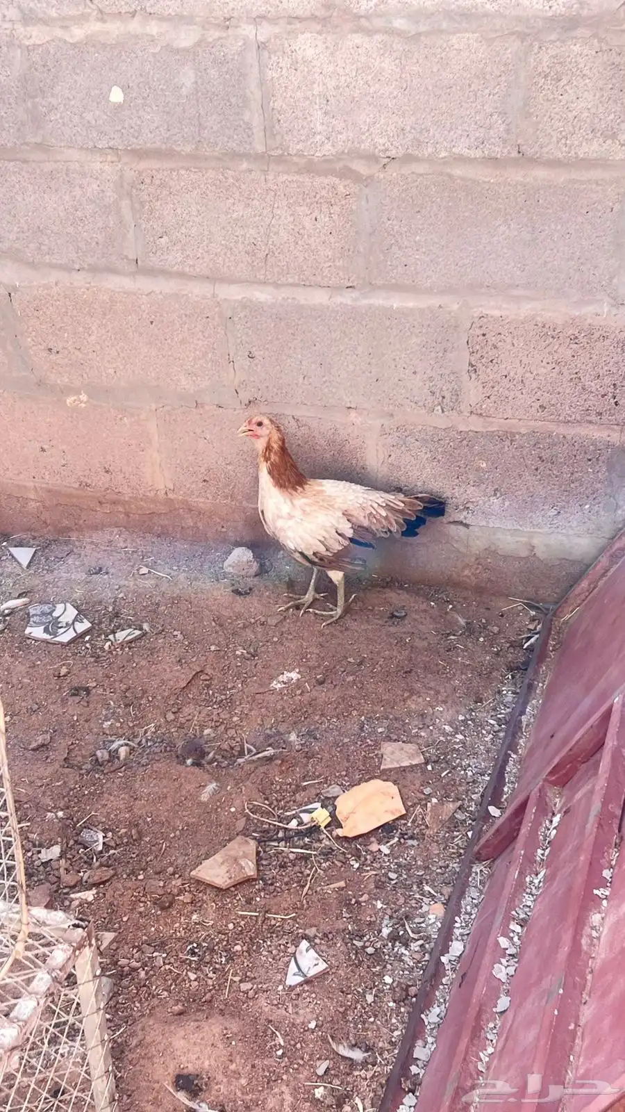 دجاج بلدي 3