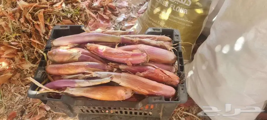 بصل حساوي 1