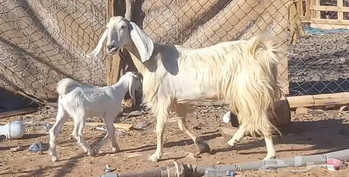 (تم البيع ) عنزين ولد مصريات بيض صنف طيب 10