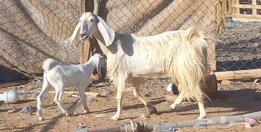 (تم البيع ) عنزين ولد مصريات بيض صنف طيب 10