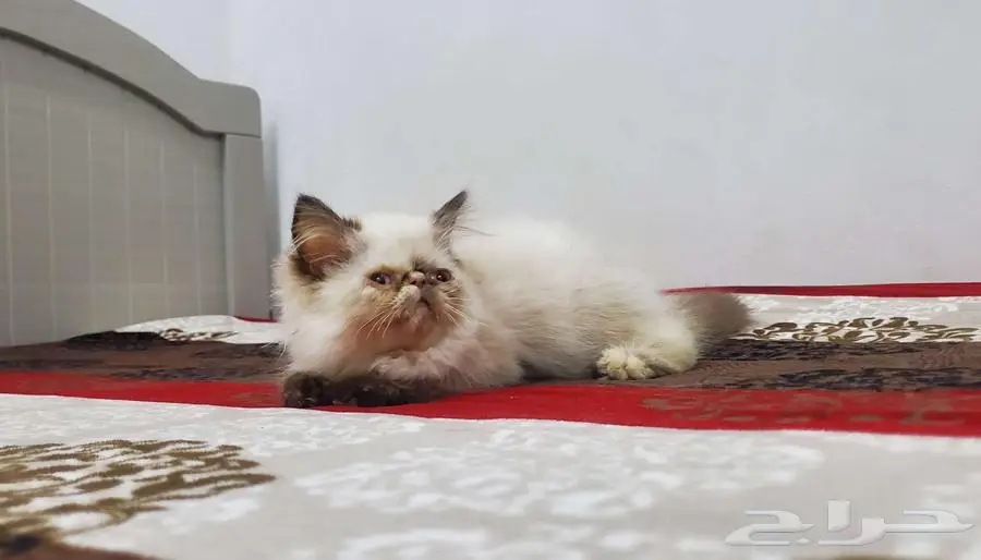 بيكي فيس راغدول (( تم البيع )) 0