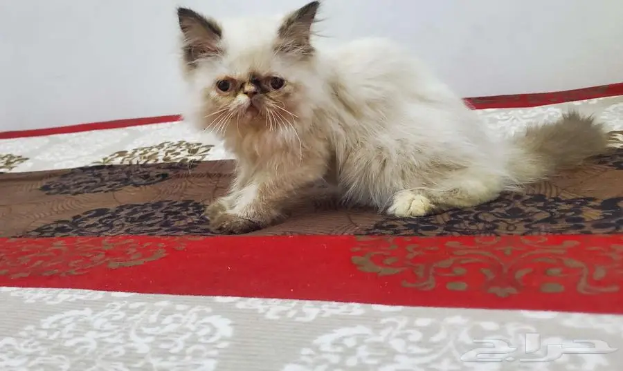 بيكي فيس راغدول (( تم البيع )) 1