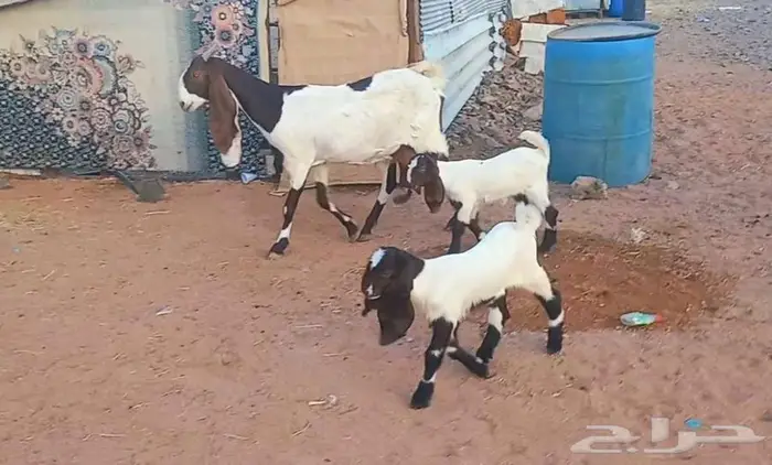 ( تم البيع ) عنز والد متوم معها جفرتين وصغيرة سن 18