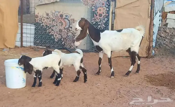 ( تم البيع ) عنز والد متوم معها جفرتين وصغيرة سن 11