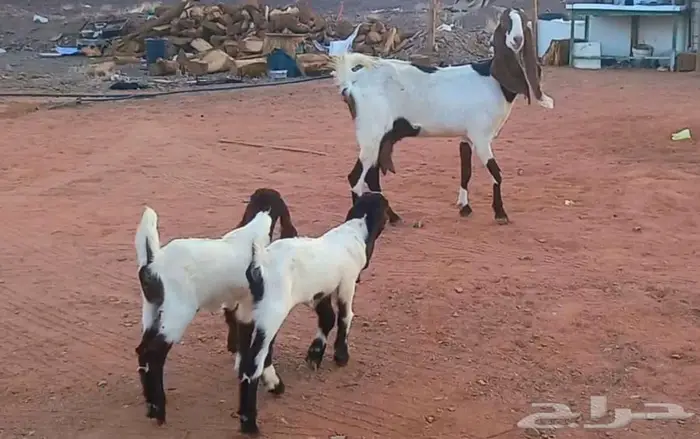 ( تم البيع ) عنز والد متوم معها جفرتين وصغيرة سن 4