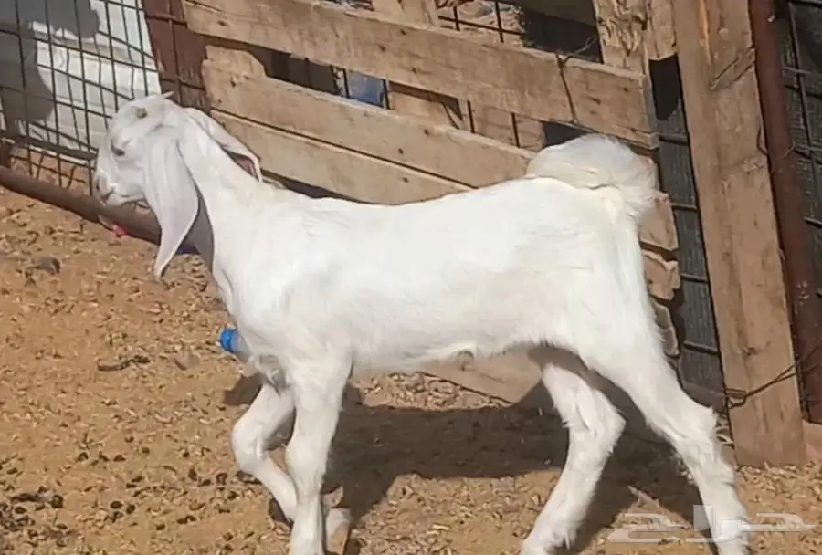 (تم البيع ) عنزين ولد مصريات بيض صنف طيب 2