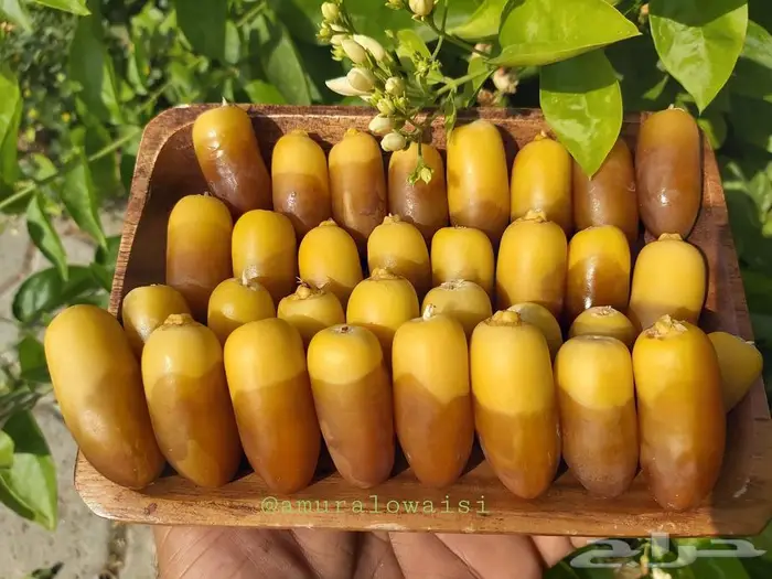 يتوفر لدينا تمور المدينة برني وروثانة المدينة 1