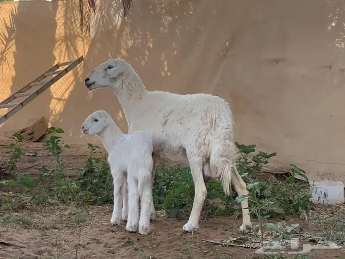 شاة حريه متبع بطلي خصم 0