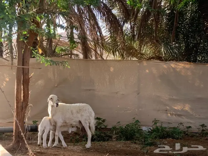 شاة حريه متبع بطلي خصم 2