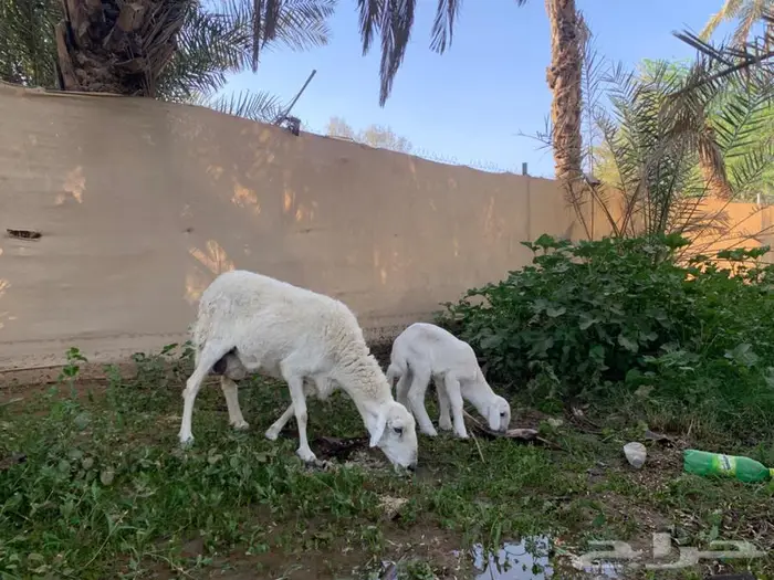 شاة حريه متبع بطلي خصم 3