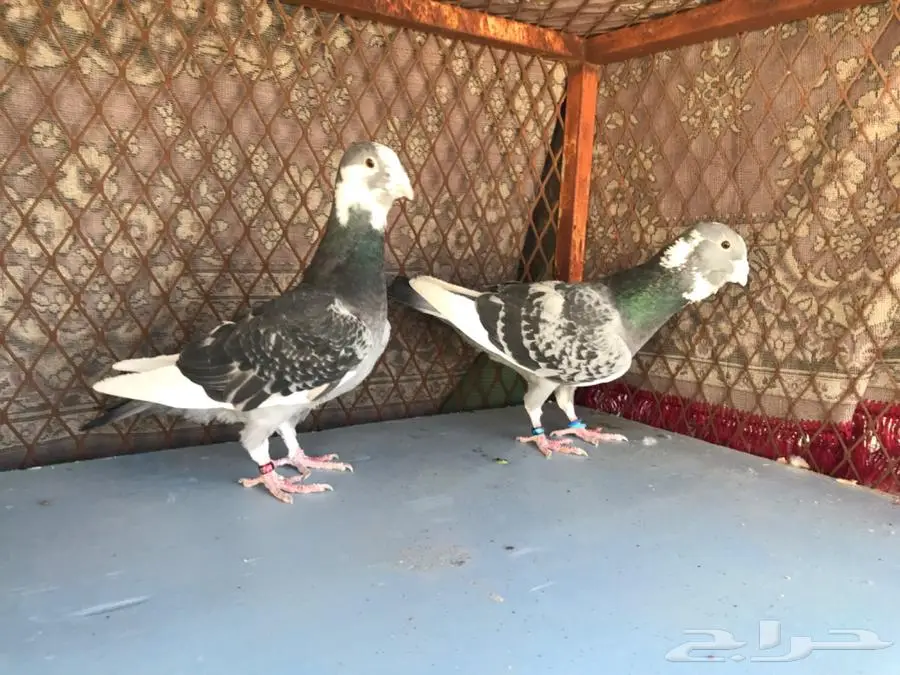 مجموعة حمام شامي. ابلق بلق تركي طيار 2
