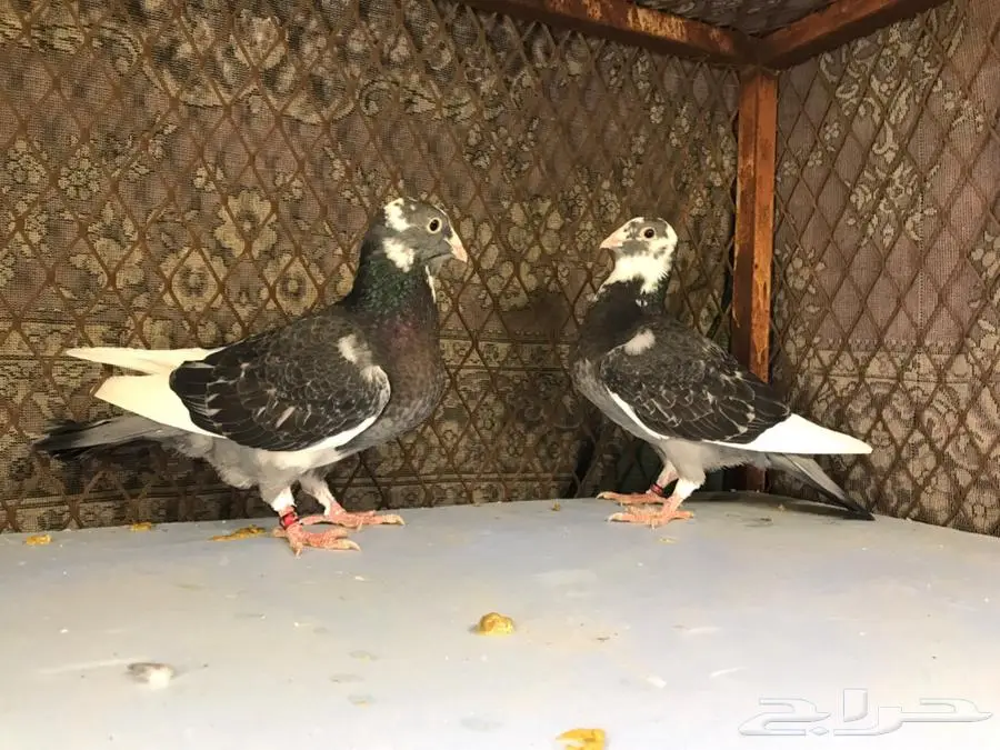 مجموعة حمام شامي. ابلق بلق تركي طيار 6