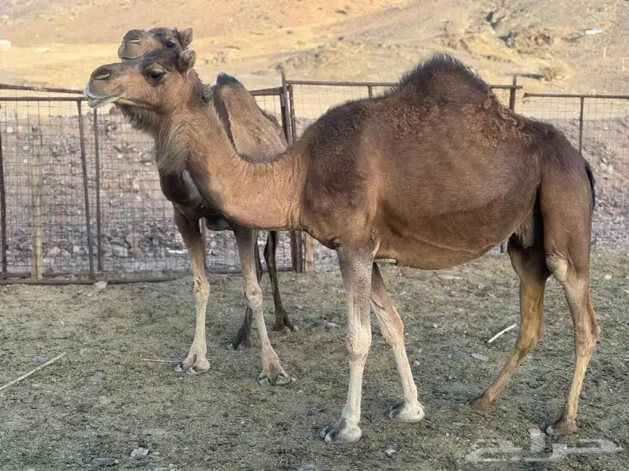نياق حمر لقحات 0