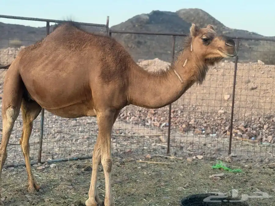 نياق حمر لقحات 3