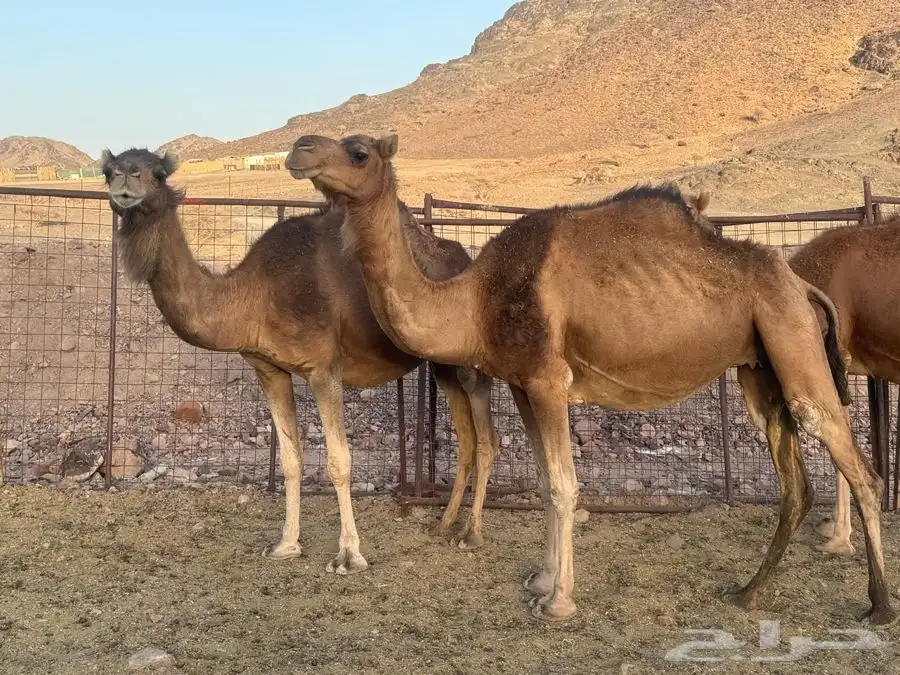 نياق حمر لقحات 4
