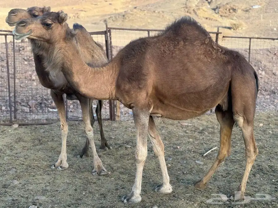 نياق حمر لقحات 1
