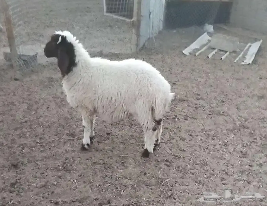 هرفي فاخر 4