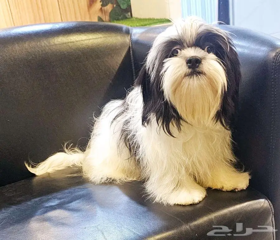 شيتزو بيور shihtzu peur 4