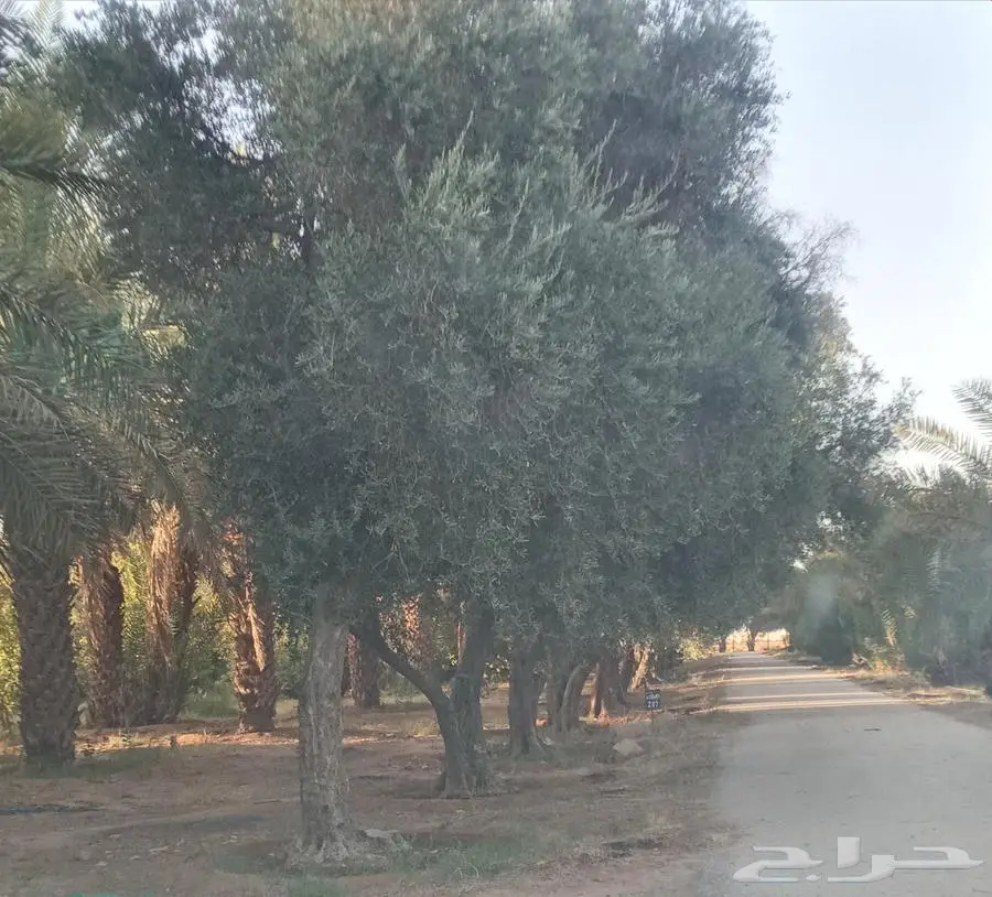 اشجار زيتون معمر للبيع 0