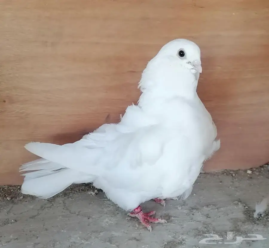 حمام منتج 1